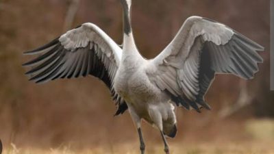 Hayvan haklarından bahsedip, önce ötanazi,