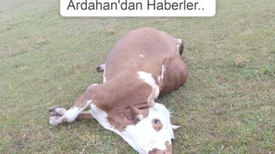YILDIRIM BU KEZ BİR HAYVANI TELEF ETTİ!