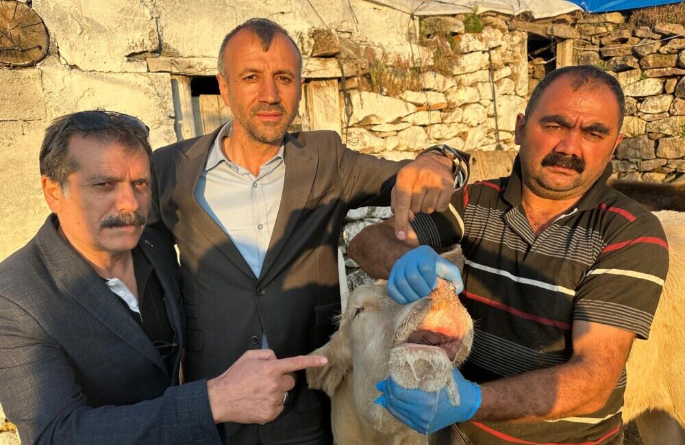 *Küpeli: Şap alarmı büyüyor! *Yaylacı Şenlikciler Şap’ı Bulaştırıp, Denize Gittiler!