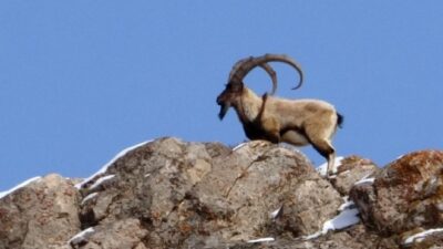 ŞAP’A EL ATAMAYAN TARIM BAKANLIĞI  DAĞ KEÇİLERİNE ‘ÖLDÜR’ ÇENGELİ ATTI!