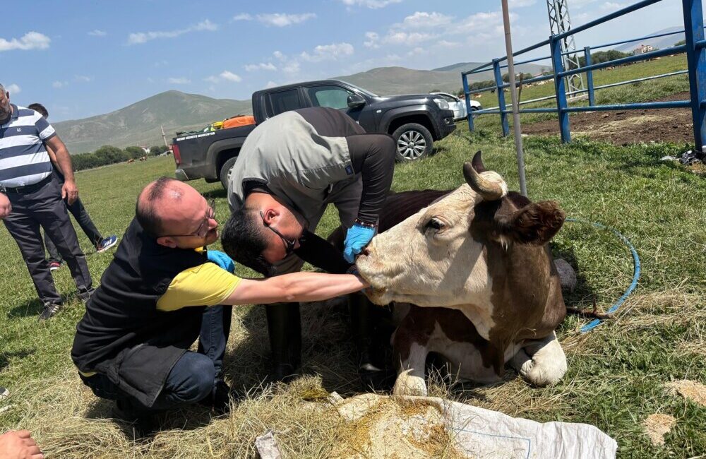 HAYVAN CORONASI ŞAP, HAYVANCILIĞI TELEF ETTİ!