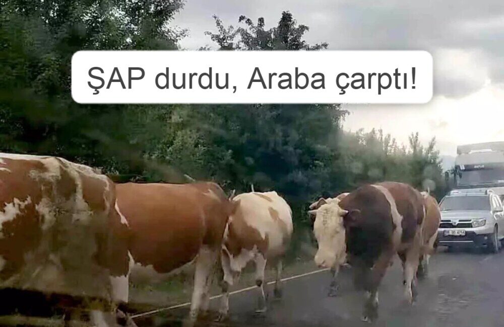 Ardahan Jandarma: Dikkat Dikkat!!! ŞAP’tan kurtulan inekler de yollarda telef olmasın..