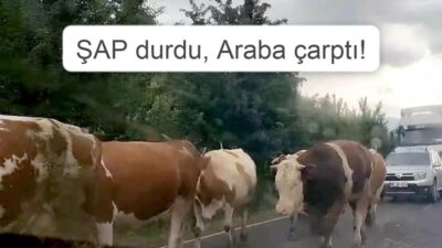 Ardahan Jandarma: Dikkat Dikkat!!! ŞAP’tan kurtulan inekler de yollarda telef olmasın..