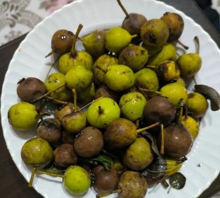 POSOF’UN DIŞI GİBİ İÇİ KIRMIZI ELMASI İLE BANDASI GİBİ ÇILDIR’IN CANCUR’U DA DALINDA ÇÜRÜDÜ!