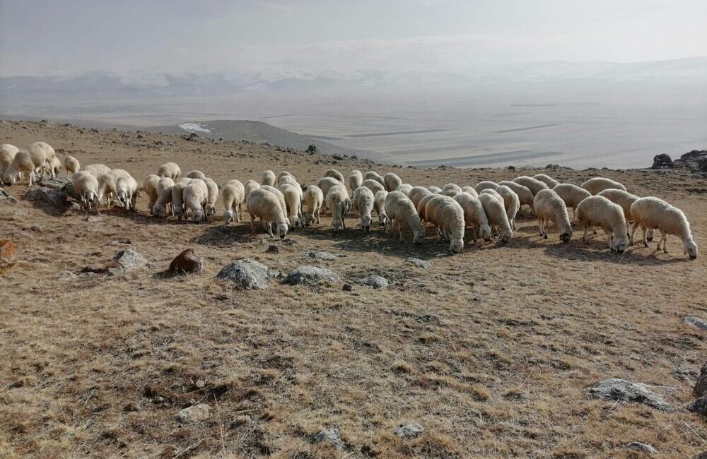 KOYUNLARA MAKARNALIK YALANCI BAHAR!