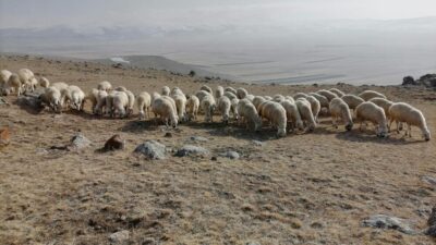 KOYUNLARA MAKARNALIK YALANCI BAHAR!