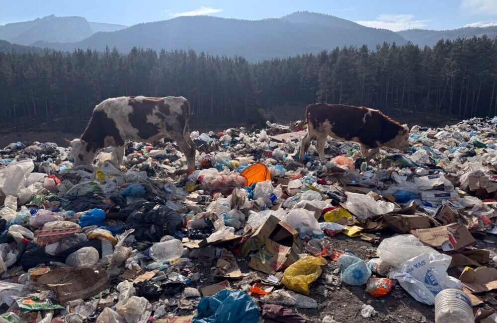 ÇÖP GIDADAN İNSANLARA SAĞLIKLI SÜT, KAŞAR, YAĞ OLUR MU!..
