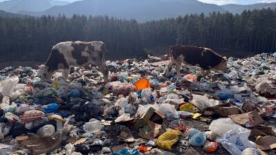 ÇÖP GIDADAN İNSANLARA SAĞLIKLI SÜT, KAŞAR, YAĞ OLUR MU!..