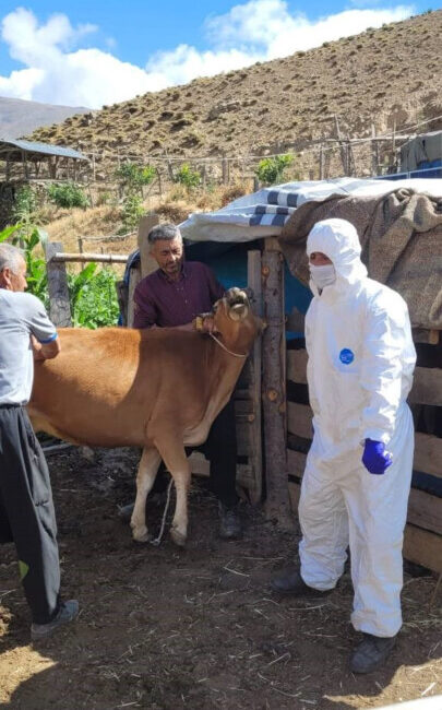 ARDAHAN’DA ŞİMDİ DE ŞARBON ALARMI!