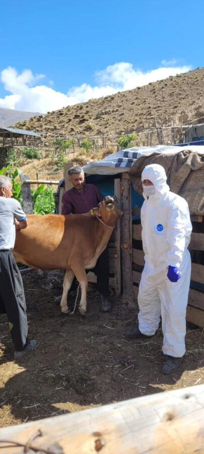 ARDAHAN’DA ŞİMDİ DE ŞARBON ALARMI!