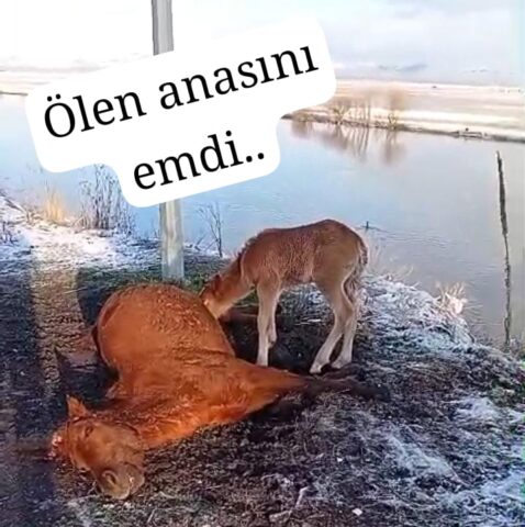 YAZIYORSAM SEBEBİ VAR /Fakir Yılmaz