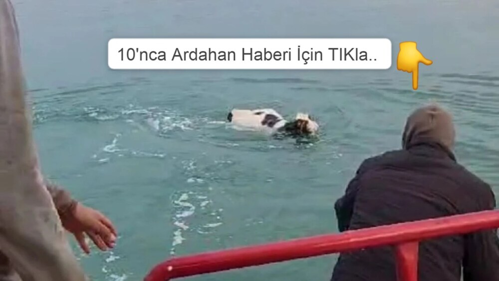 POSOF’A BIRAKILMAYAN HAYVANLAR İÇİN KÖRPE DANA ÇILDIR GÖÜLÜNDE İNTİHARA KALKIŞTI!